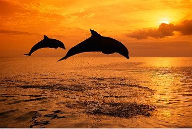 牧场模拟游戏《箱庭牧场 绵羊村》 11月10日登陆NS平台